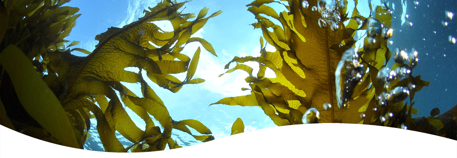 Wakame uit de Oosterschelde: de natuurlijke kracht in luxe huidverzorging