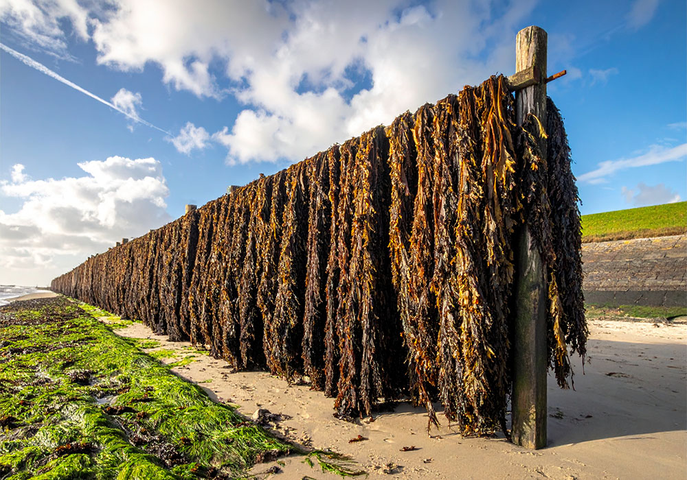 Hand gedroogd zeewier bluebeauty skincare