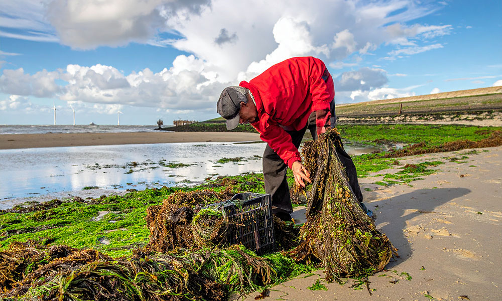 Zeewier Oogsten Oosterschelde